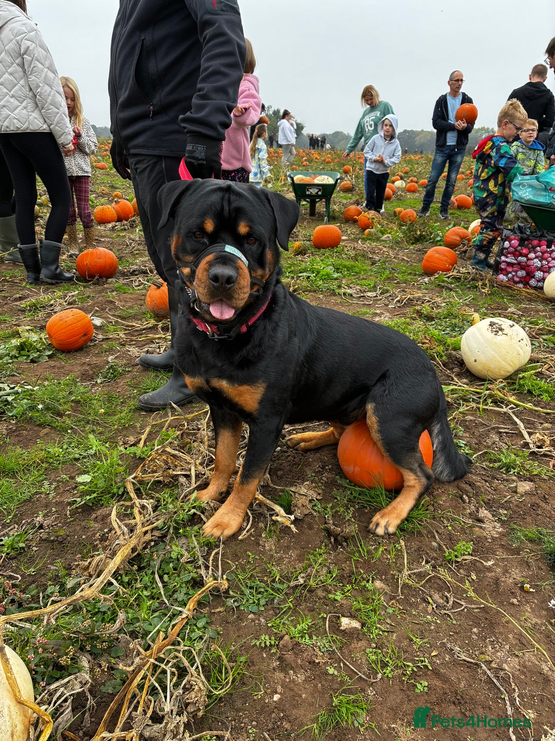 Rottweiler dogs for stud: 2.5 year old Rottweiler for stud  - Advert 11