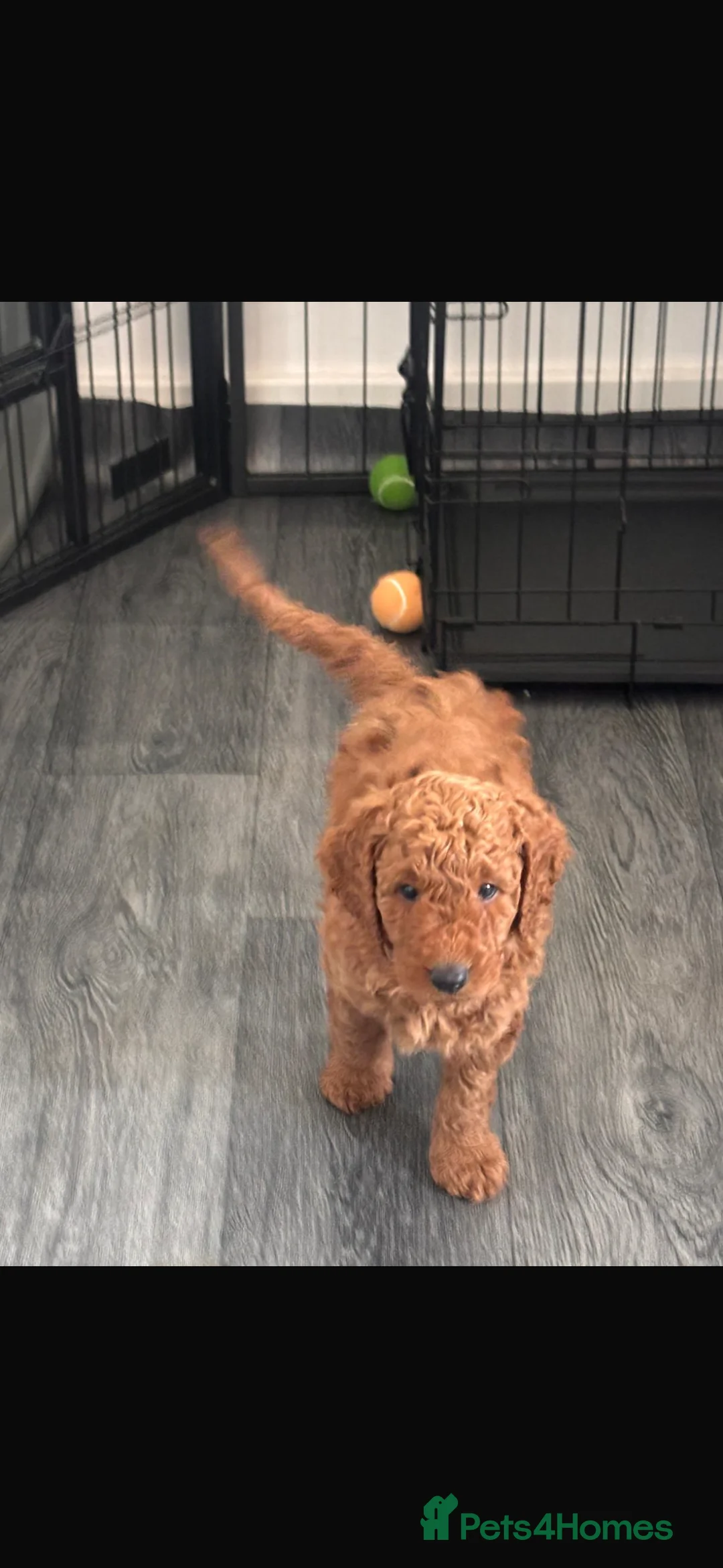 Cockapoo dogs for sale: Beautiful cockapoo puppies for sale  - Advert 4