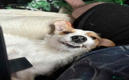 Mixed Breed dogs for sale: Beautiful female puppy.  - Image 5