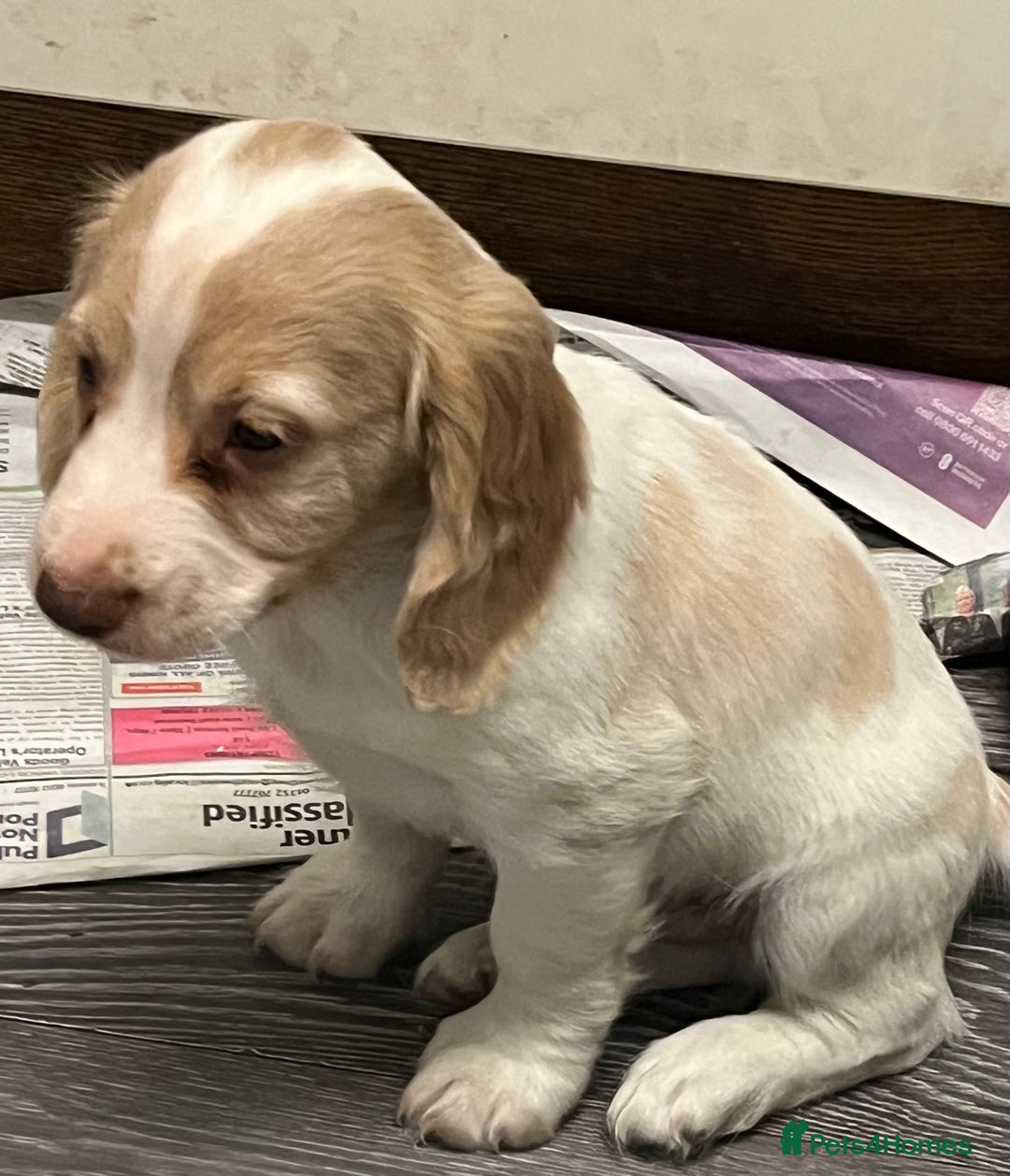 Cocker Spaniel dogs for sale: Working Cocker Spaniels - Image 12