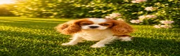 Cavalier King Charles Spaniel dogs for sale: Beautiful KC reg 1 year old girl - Advert 7
