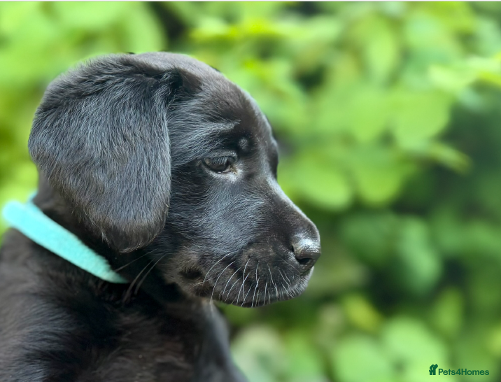 Labrador Retriever dogs Outstanding Labrador Puppies–Exceptional Pedigree - Advert 2
