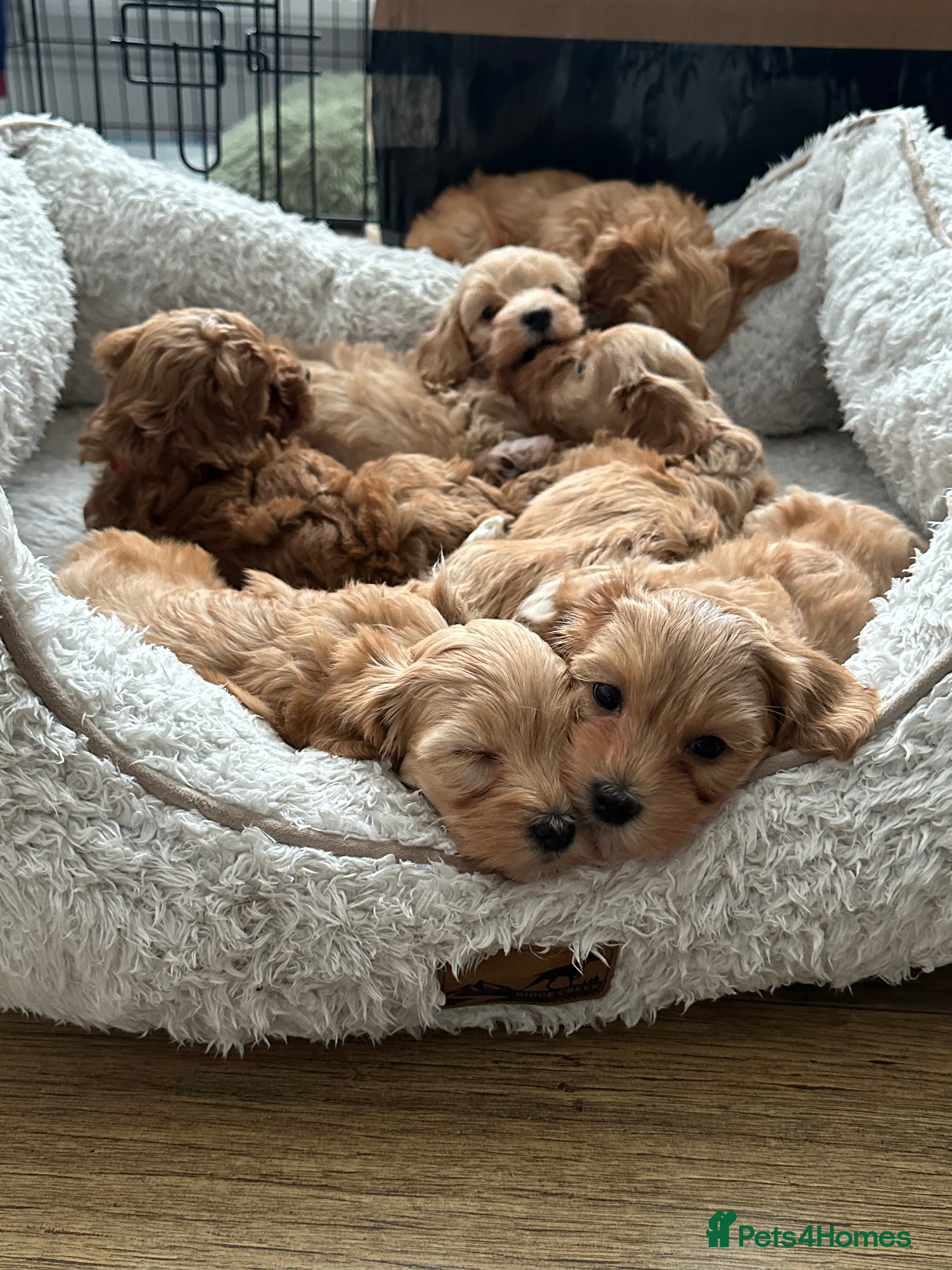 Maltipoo dogs Adorable maltipoo puppie🐶❤️ - Advert 1