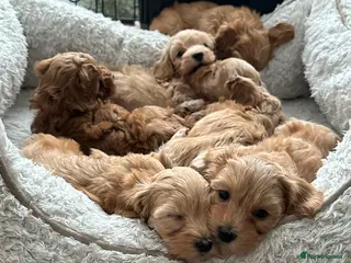Maltipoo dogs Adorable maltipoo puppie🐶❤️ - Advert 2