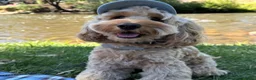 Mixed Breed dogs for sale: Henry in London - Advert 3