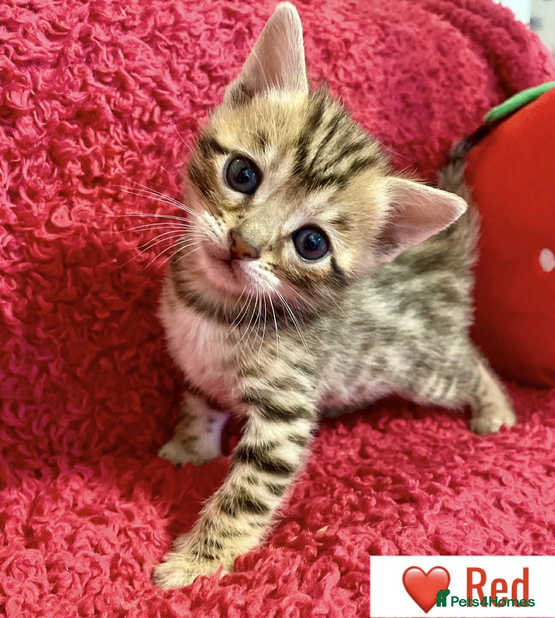 Bengal cats for sale: Beautiful Bengal Kittens  - Image 6