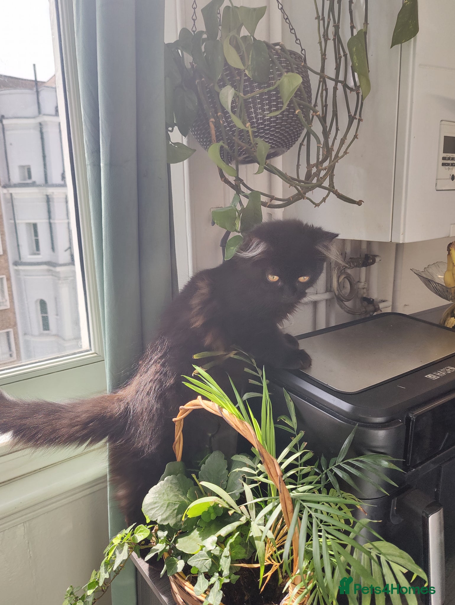 Mixed Breed cats for sale:  Persian kitten Reduced  - Advert 5