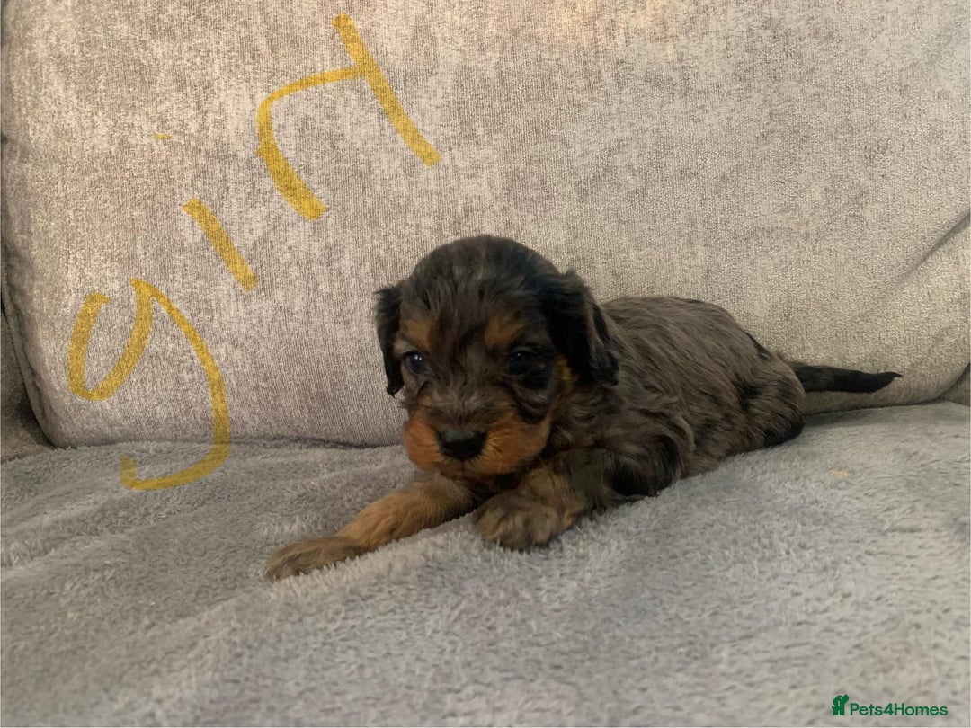 Cavapoo dogs for sale: Cavalier puppy’s  - Advert 9