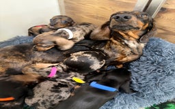 Miniature Dachshund dogs for sale: Beautiful bunch of girls /boy 🩷✨ Kc mini pups   - Image 2
