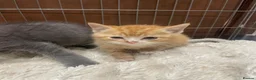 Mixed Breed cats for sale: 🐱 CUTEST KITTENS 🐱  - Advert 8
