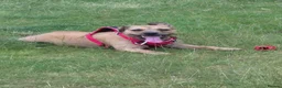 Mixed Breed dogs for sale: Border / Parson terrier mix puppies in Norwich - Advert 13
