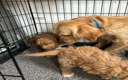 Goldendoodle dogs for sale: STUNNING GOLDEN DOODLES READY NOW - Image 24