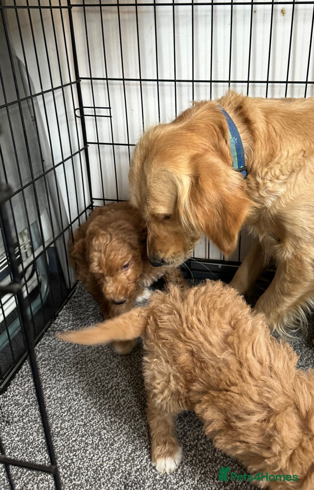 Goldendoodle dogs for sale: STUNNING GOLDEN DOODLES READY NOW - Image 24