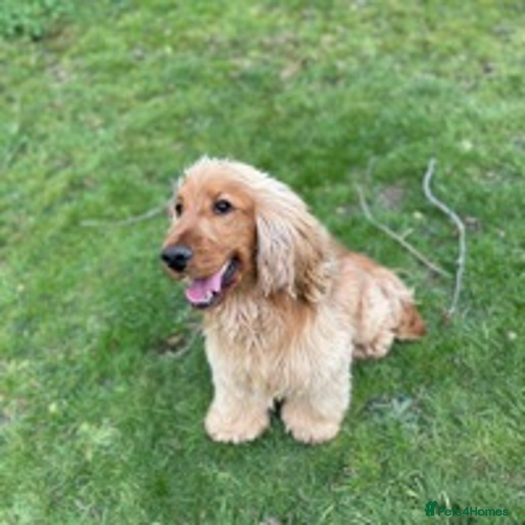 Cocker Spaniel dogs for stud: KC health tested show cocker spaniel in Swansea - Image 3