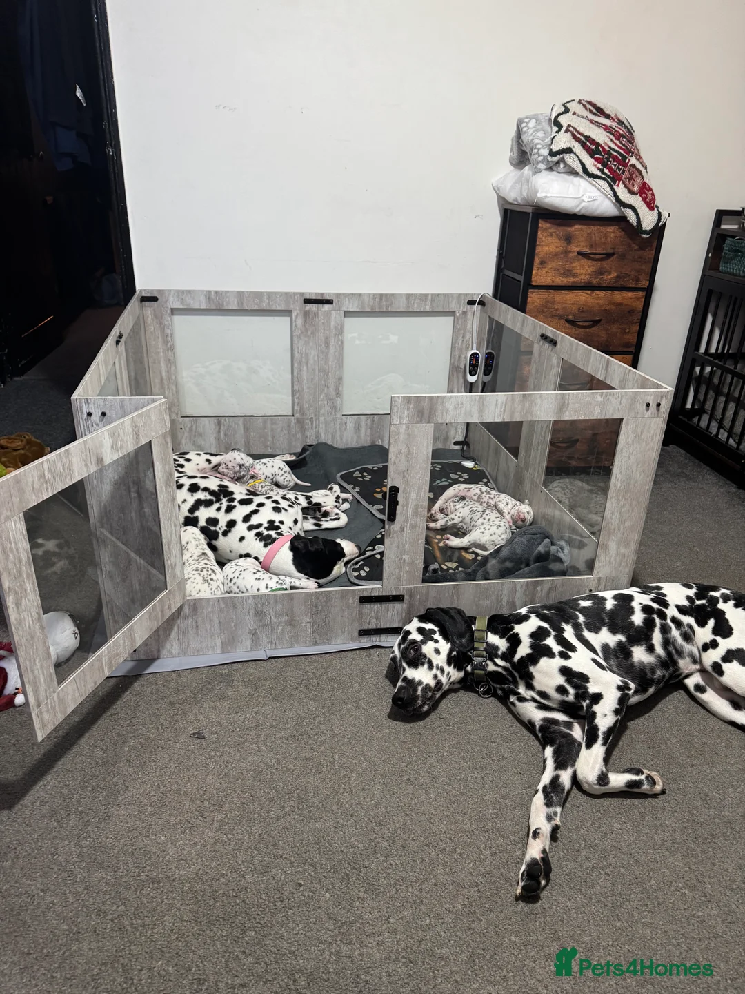 Dalmatian dogs for sale: 1 Boy Left!!! (KC Registered dalmatian pups)!!) - Advert 9