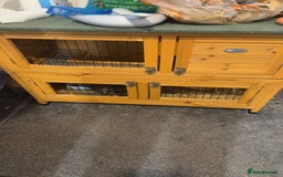 English Lop rabbits for sale: 2x female rabbits.  - Image 3
