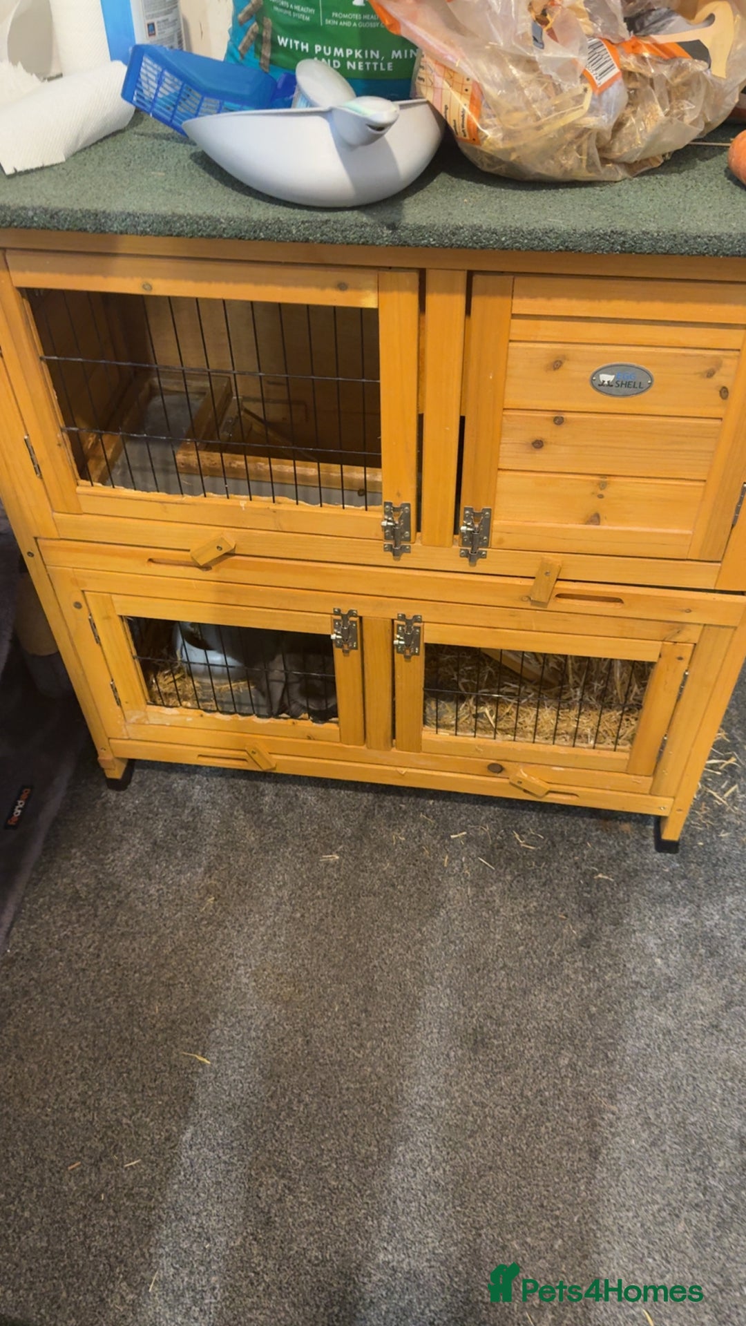 English Lop rabbits for sale: 2x female rabbits.  - Image 3