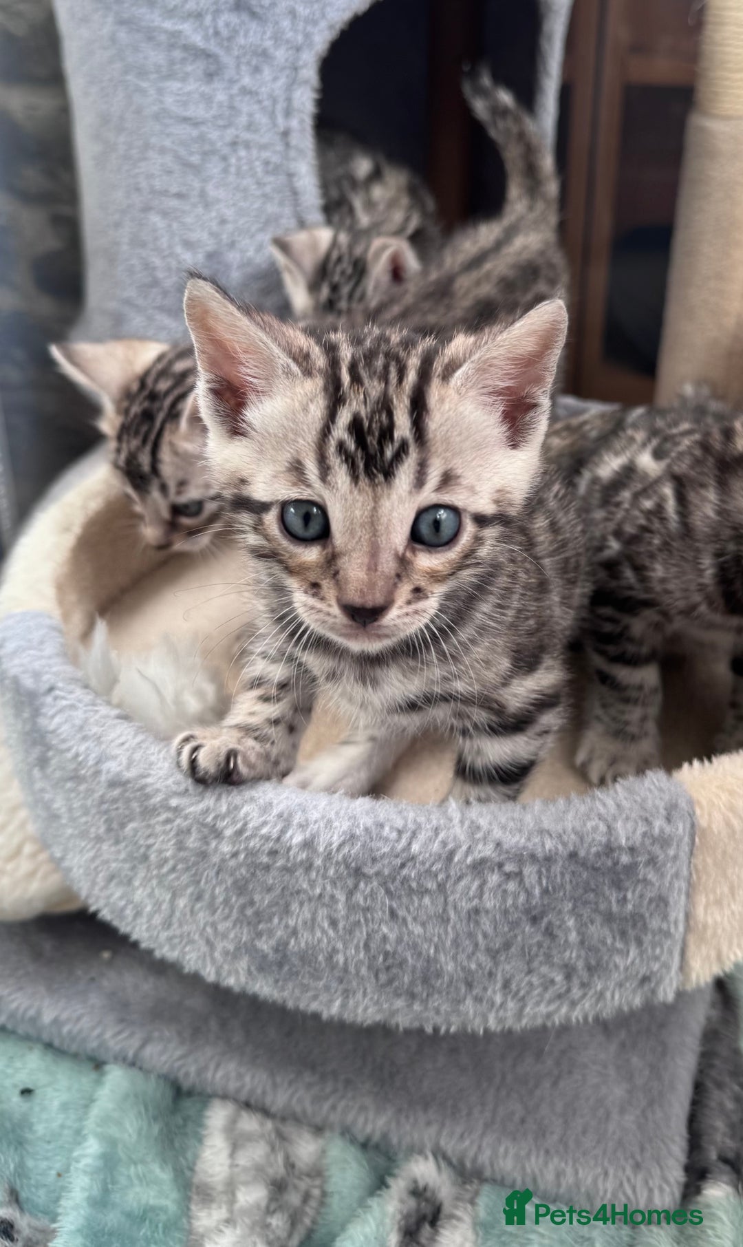 Bengal cats for sale: Ready mid March. Stunning TICA-registered Bengals  - Advert 25
