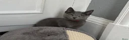Russian Blue cats for sale: Russian Blue Kittens  - Advert 29