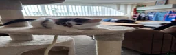 Mixed Breed cats for sale: Beautiful kittens for forever homes  in Newark - Advert 6