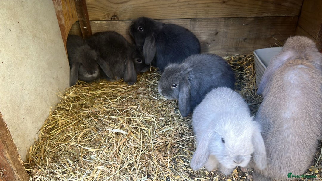 Mini Lion Lop rabbits for sale: Mini lop - Image 5