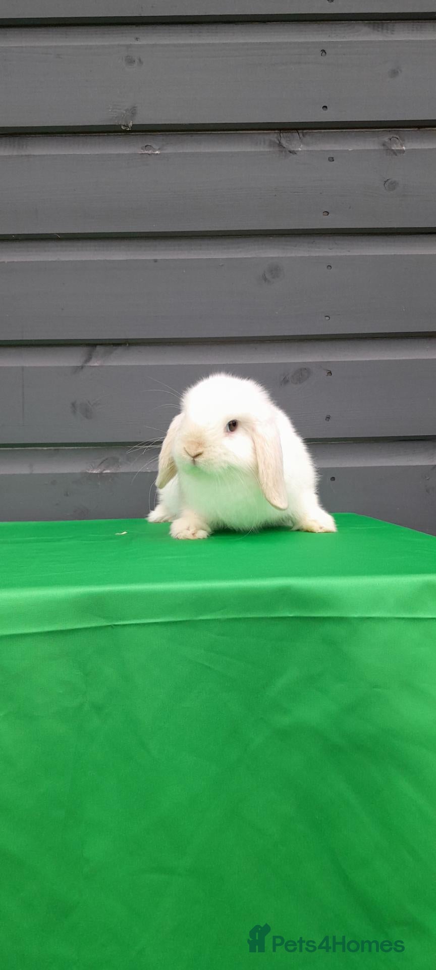 Mini Lop rabbits Purebred mini lops REDUCED TO SELL - Advert 1