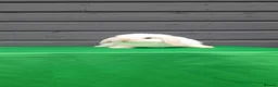 Mini Lop rabbits for sale: Mini lop rabbits  - Advert 3