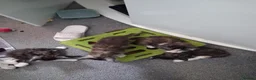 Maine Coon cats for sale: Tabby smoke main coon kittens - Advert 11