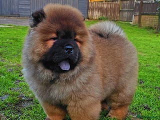 Chow Chow dogs Crufts pedigree puppy - Advert 3