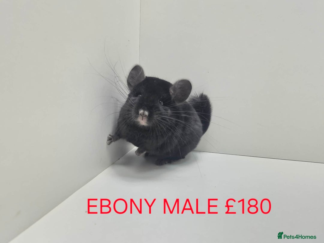 Chinchilla rodents for sale: STUNNING BABIES CHINCHILLA MIX COLOURS AND GENDER  - Advert 5