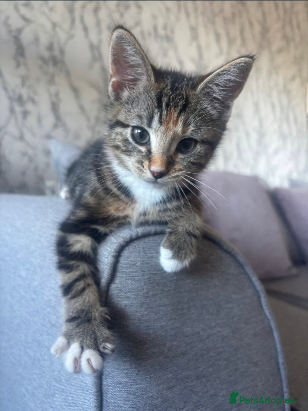 British Shorthair cats for sale: 2 beautiful kitten sisters  - Image 1