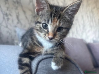 British Shorthair cats for sale - Advert 1