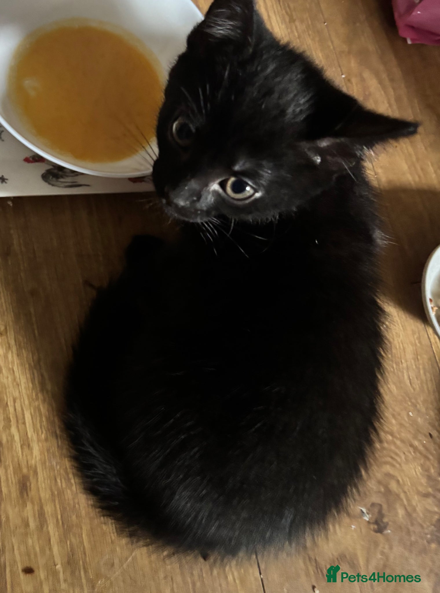 Brazilian Shorthair cats 2 precious little kittens - Advert 1