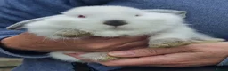 Mini Lop rabbits for sale: READY NOW purebred boy mini lop in Alford - Advert 2