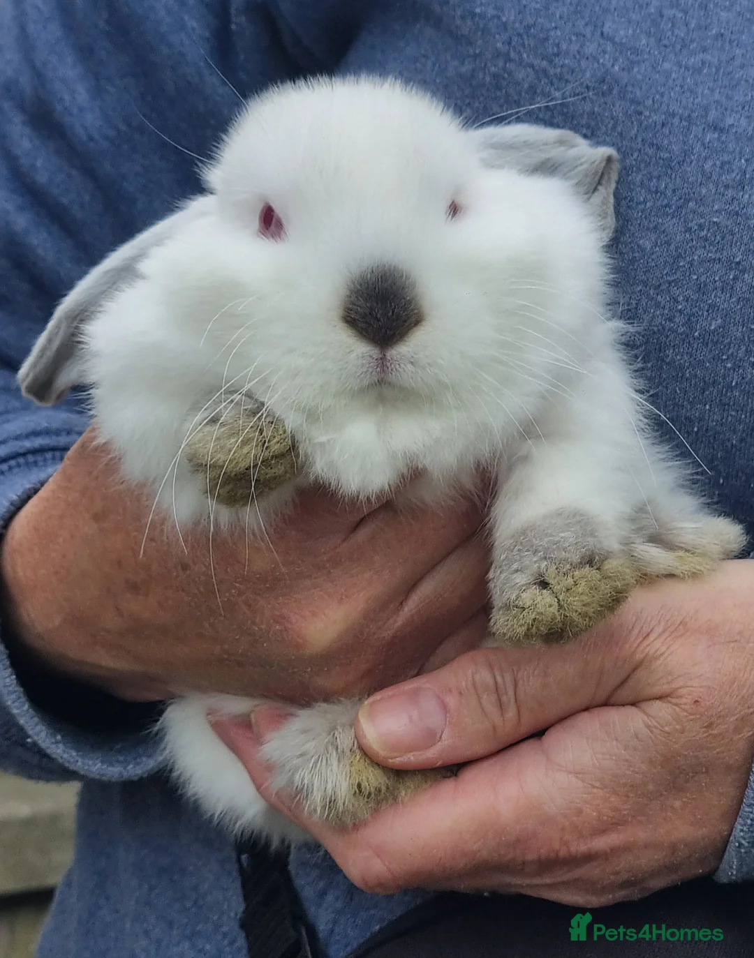 Mini Lop rabbits for sale: READY NOW purebred boy mini lop in Alford - Advert 2