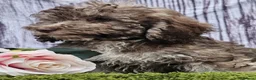 Cockapoo dogs for sale: Health tested Choc, sable & phantoms cockapoos  - Advert 14