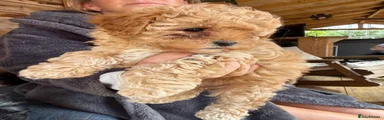 Shihpoo 2