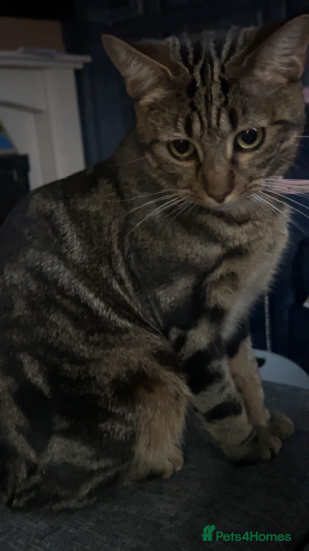 Bengal cats for sale: Bengal crossed short hair in Tredegar - Advert 2
