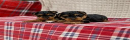 Welsh Terrier dogs for sale: BEAUTIFUL WELSH TERRIER PUPPIES  - Advert 4