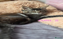 Maine Coon cats for sale: PURE BREED MAINE COONS KITTENS  - Image 4