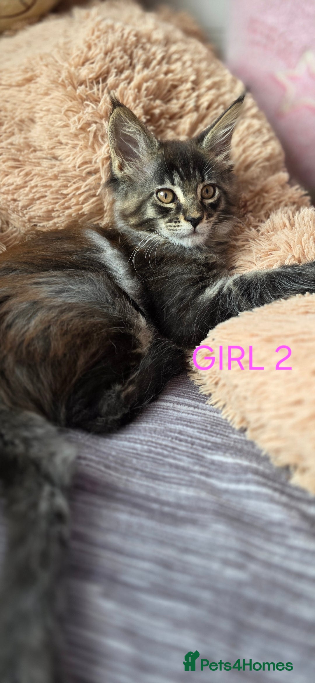 Maine Coon cats for sale: PURE BREED MAINE COONS KITTENS  - Image 4