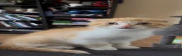 Scottish Fold cats for sale: Scottish Fold /Munchkin kittens - Advert 11