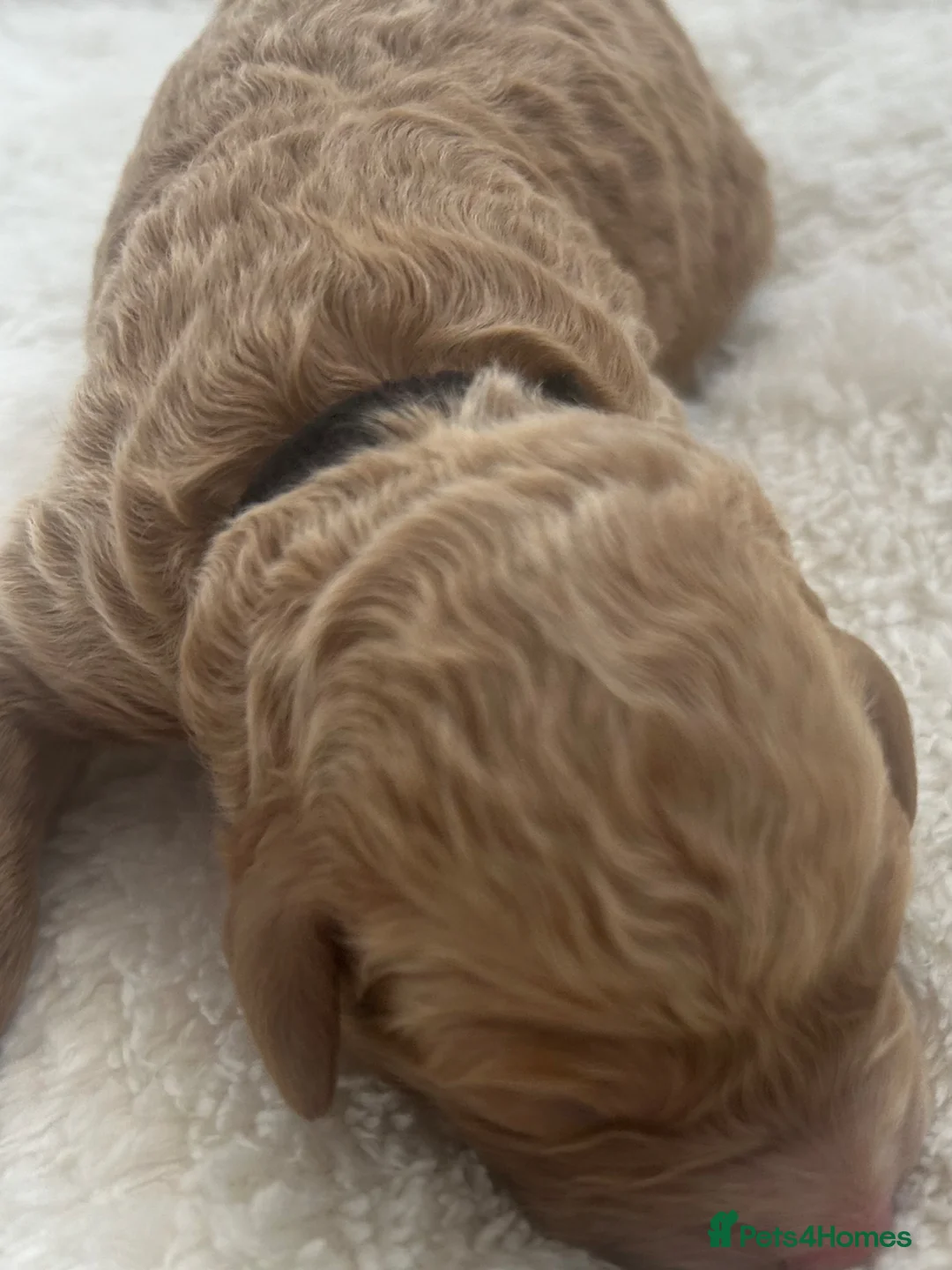 Labradoodle dogs for sale: Stunning Coloured Mini Labradoodles F1b - Advert 25