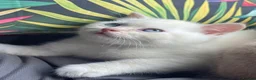 British Shorthair cats for sale: Cream point boy  - Advert 6