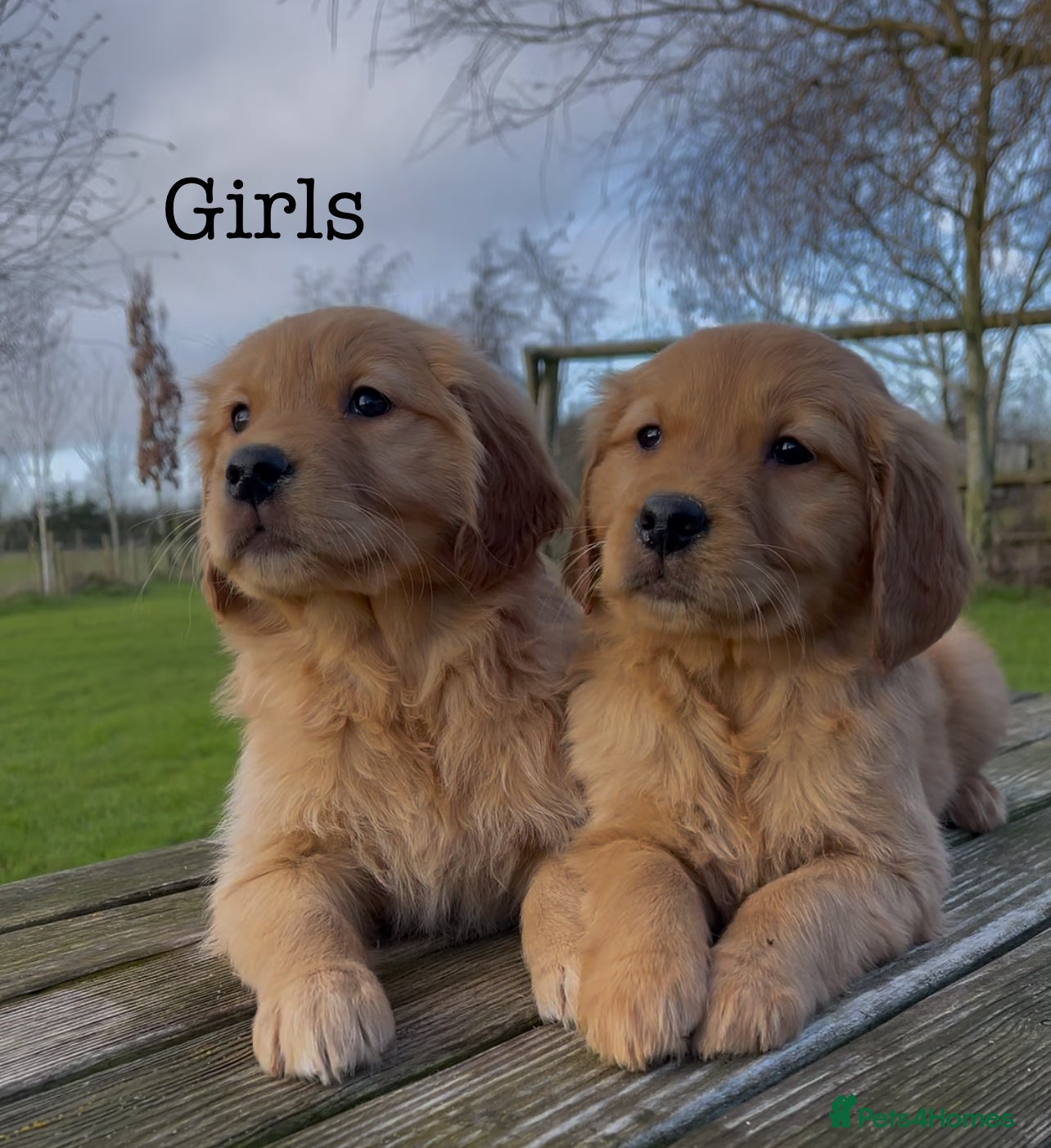 Golden Retriever dogs KC Registered Red/Golden Retriever Puppies - Advert 4
