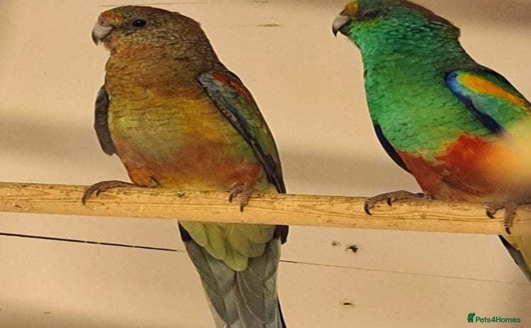 Parakeets birds - Advert 11