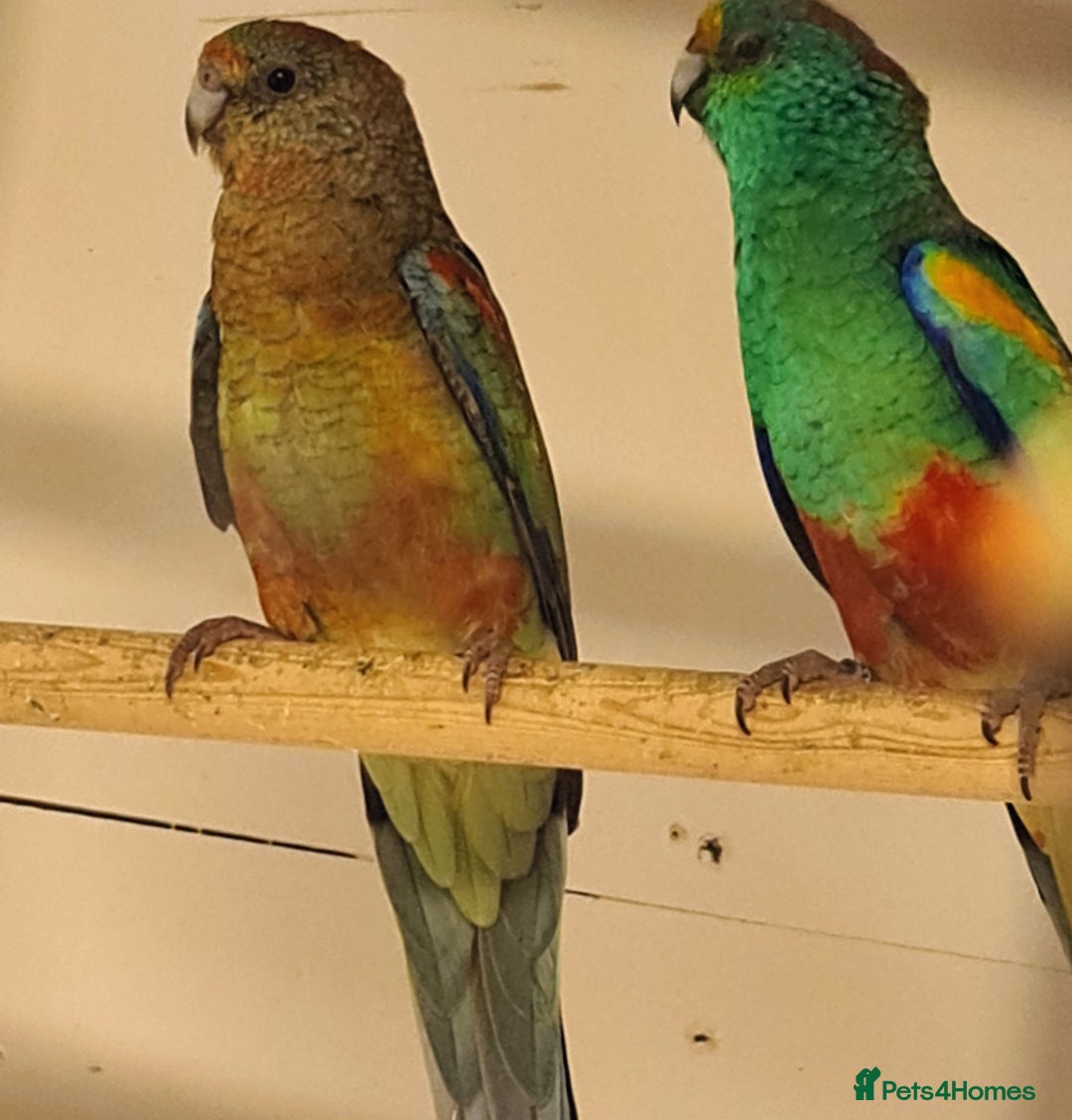 Parakeets birds for sale: Mulga parrots  - Image 1