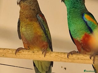 Parakeets birds - Advert 3