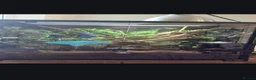 Gecko reptiles for sale: Male crested gecko - Advert 2