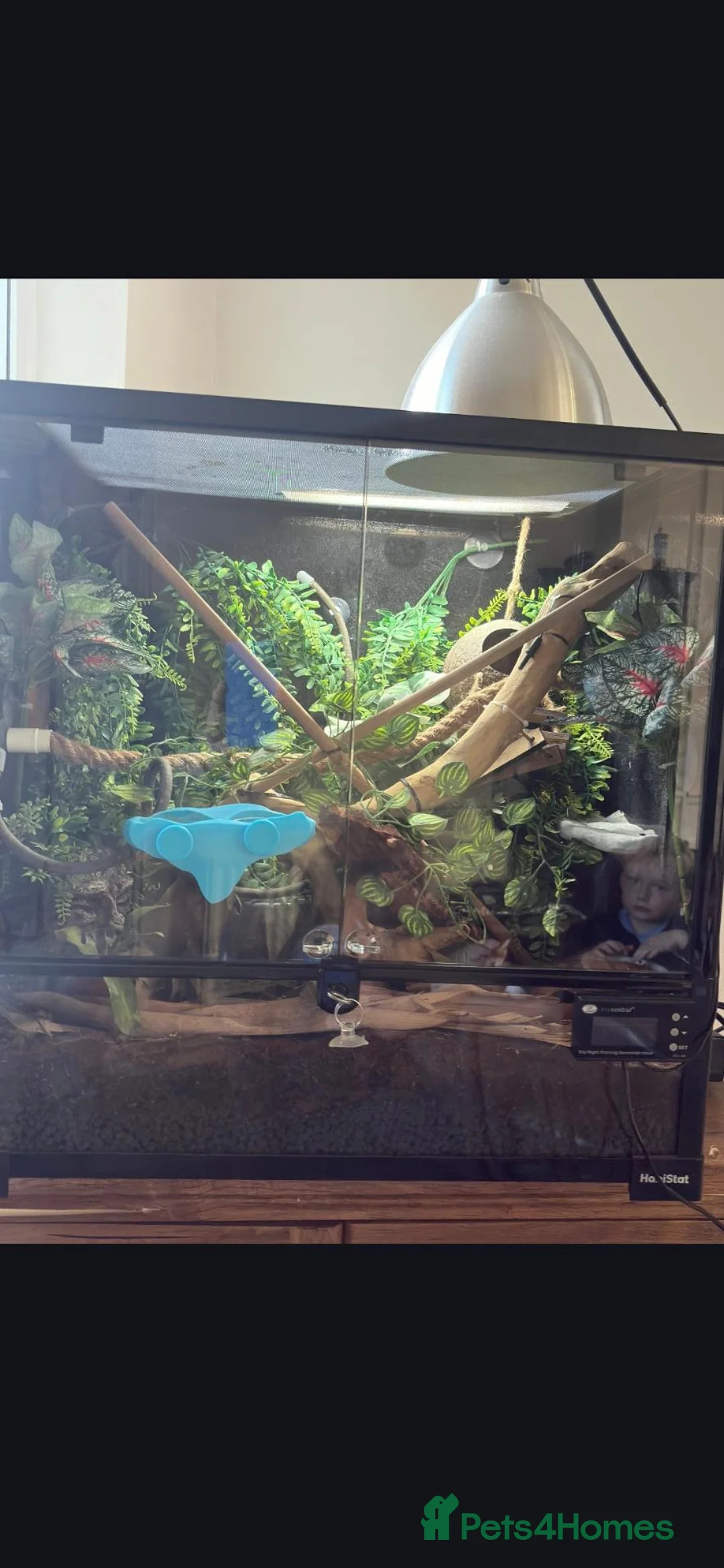 Gecko reptiles for sale: Male crested gecko - Advert 2